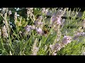 August Bees