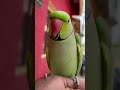 Ay Mitho Ay Mitho😍😍Cute #youtubeshorts Talking #parrot #ringneck #mitthu clear Voice #parrot
