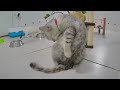 🐱 Funniest Cats 😘😍 Funniest Animals 🙀🐕