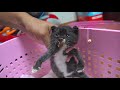 Kitten Demands too Much After the Rescue…