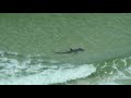 SHARK WEEK Panama City Beach 8-14-2013