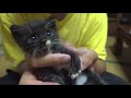 The fading kitten made a miraculous recovery