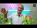 मोगरा का पौधा फूलो एवं कलियो से भर जाएगा एकबार जरूर डाले ये खाद| MOGRA PLANT CARE|JASMINE FERTILIZER