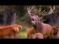 Autumn in Wales: Land of the Wild (4K Documentary) | Our World