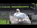 水浴びする白鳥　NikonZ9 4K動画