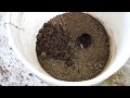 Watch a mole dig tunnels in the 