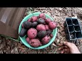 Harvesting Potatoes Carrots Peas and Sage