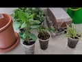 Beautiful nursery visit in Pune | Shopping haul of plants and garden accessories with price