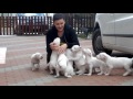 Cute Puppies Attack Compilation