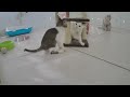 🙀 Funniest Cats 🤣 Best Funny Catss 2024 😆🐱