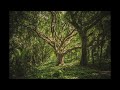 Tranquil sound for sleep/deep meditation