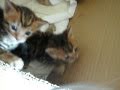 Cat mama talks to her babies! (super cute!)
