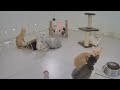 So Funny! Funniest Cats and Dogs 2024 😂 Best Funny Videos compilation Of The Month 🐱🐱