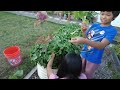 Growing Beets from Seed - Episode 11