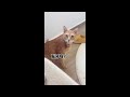 Try Not To Laugh Cats And Dogs Videos 😁 - Best Funniest Animals Video 2024