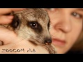 Жизнь и необыкновенные приключения домашнего суриката Пряни! The story of our home meerkat.