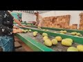 Cultivation And Harvesting Prickly Pear - Amazing agriculture Technology - Prickly Pear Processing