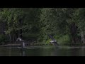 Grand Héron au vol / Great Blue Heron in flight