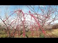 JAPAN PLUM BLOSSOMS | MISATO BAIRIN PLUM GROOVE TAKASAKI GUNMA JAPAN  | 箕郷梅林