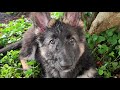 Shiloh Shepherd Dogs at 12 Weeks and 6 Years of Age
