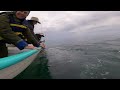 GREY WHALES - San Ignacio Lagoon