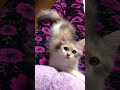 Luna first week at home  | Siberian cat