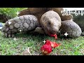 Tortoise eat strawberry