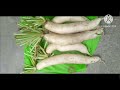 Farming radish #adventure #gardening #garden #vegetables #radish