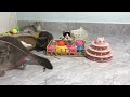 Funny Dogs And Cats Videos😹🐶Best Funniest Animal Videos 2024