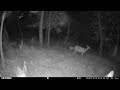 July 2024 Trailcam Videos