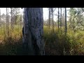 Exploring Florida wilderness