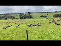 Sheep farm in Australia #australia #travel #nature #animal #visitaustralia