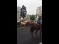 Cattle Drive in Downtown San Diego, CA 6-3-2017