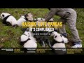 Panda School: (EXCLUSIVE) How the National Zoo Trains Its Panda Cub | National Geographic