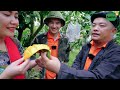 Harvesting Mangoes - Enjoying Dishes Made From Goat | SAPA TV