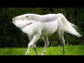 Shark Horse