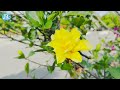 Post Malone, Swae Lee - Sunflower (Original Mix By Melody Deep) | Music Wellcome to Summer