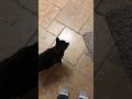 How my Cat Asked for Food