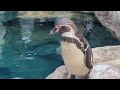 アクアワールド大洗ペンギン　もぐもぐタイム