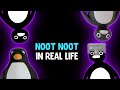 ALL Noot noot