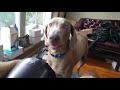 Talking Weimaraner