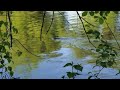 Muskrat swimming at the Park