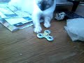 My Siamese tortie point cat uses a fidget spinner