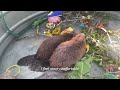 Baby Beavers Find Their Best Friend For Life | Cuddle Buddies