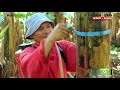 How to Grow Banana Tree (FULL Version)  Banana Farming