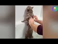 The FUNNIEST Animals Videos of 2024! 😹 You Laugh You Lose 🤣 #2