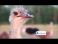 Most Weird Ostrich Breeds In The World | Wild Whim
