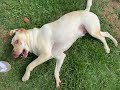 How a dog scratches his back when he has no hands