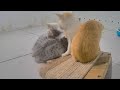😆 Laugh Uncontrollably! Best Funny Cat Videos 2024 🤣 Best Funny Animal Videos 2024 🤣😂
