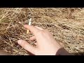 Smoking Marlboro Flavor Touch In A Corn Field